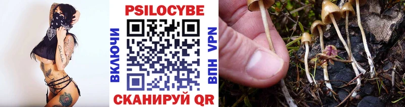 Псилоцибиновые грибы Psilocybine cubensis Торжок